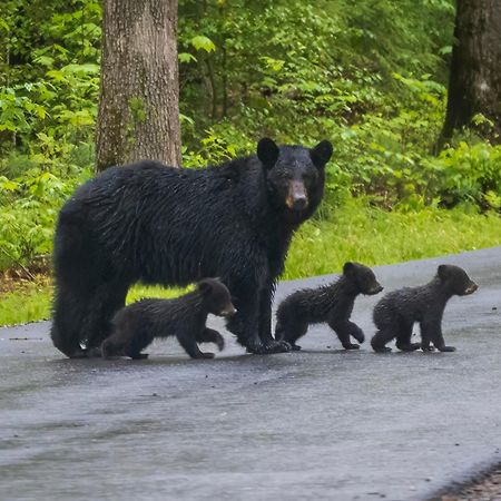 Вілла Bear End Сев'єрвілл Екстер'єр фото