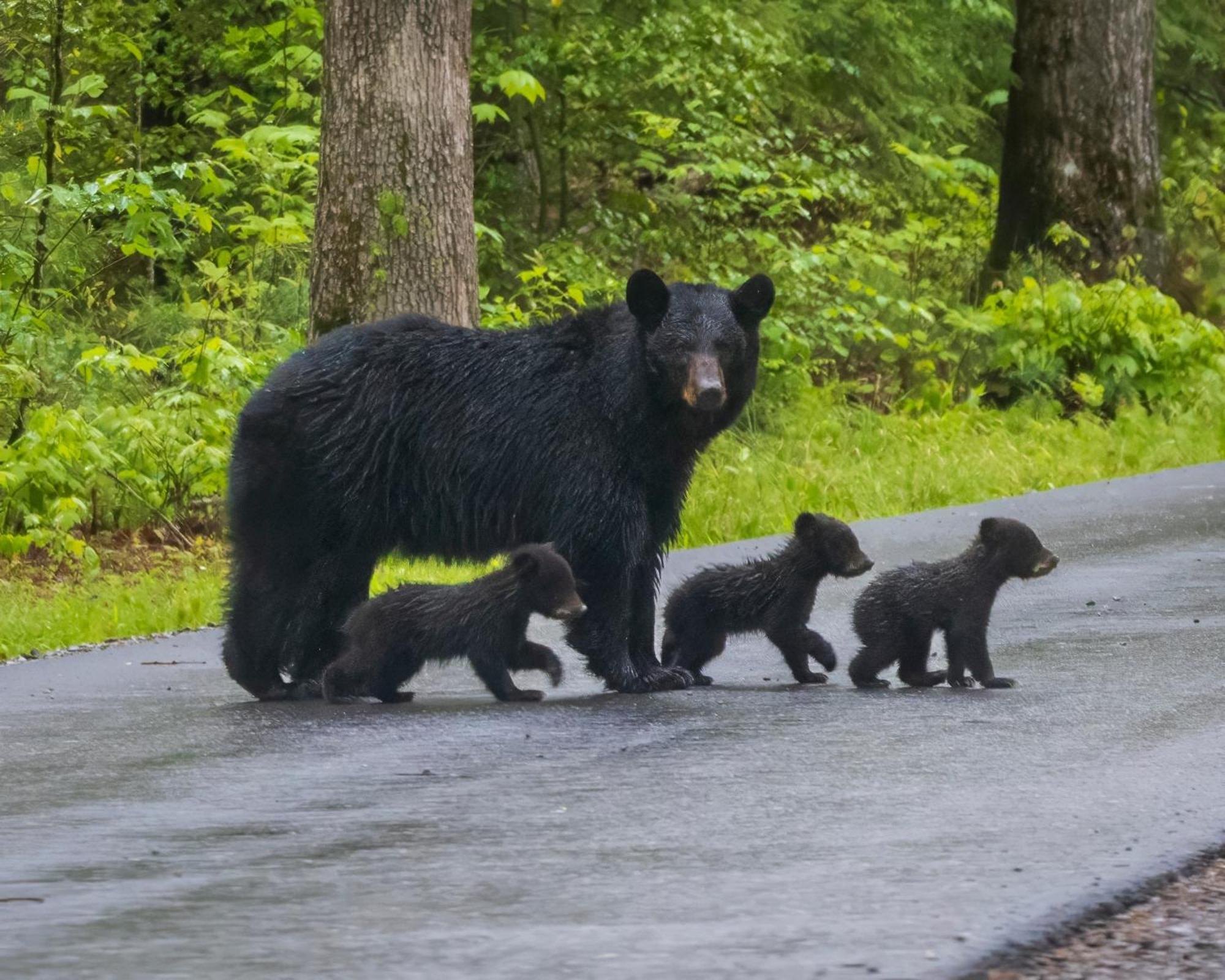 Вілла Bear End Сев'єрвілл Екстер'єр фото